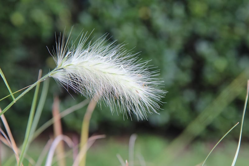 Fairy Duster