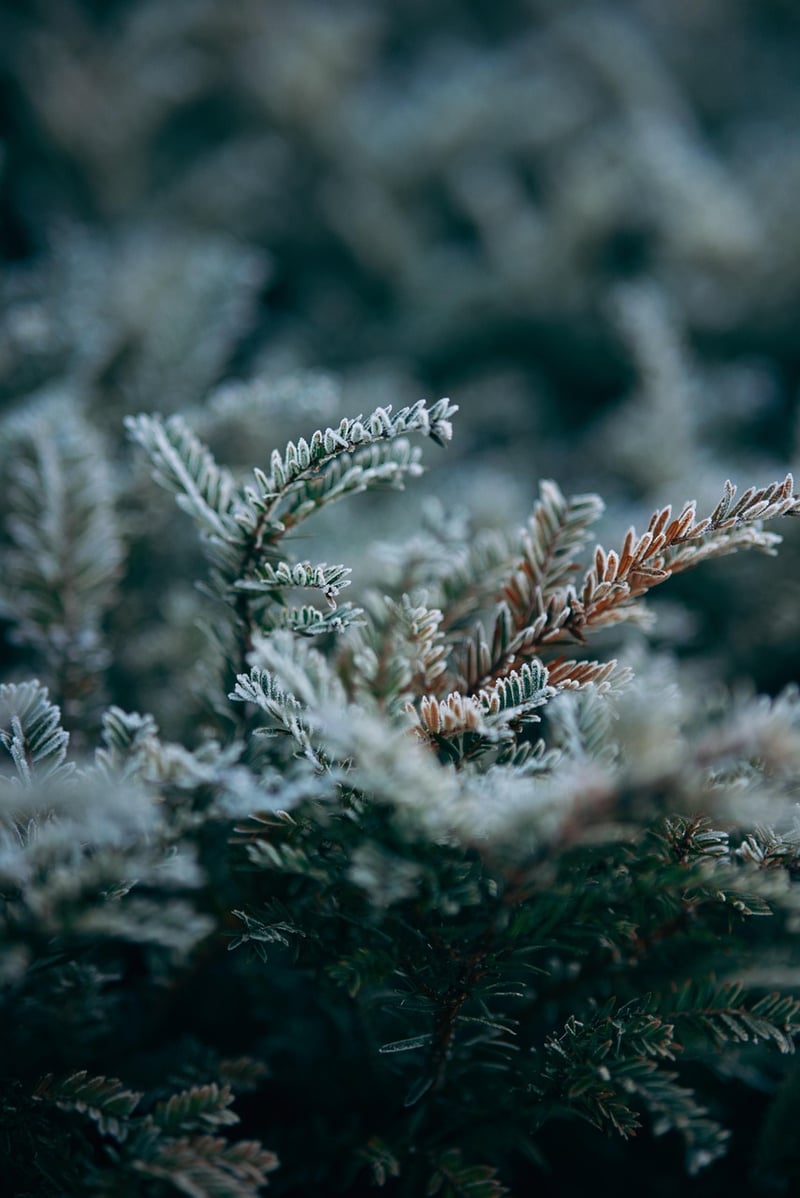 Landscaping Image